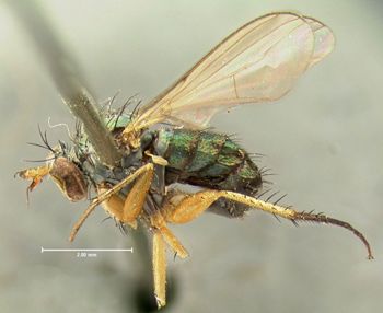 Media type: image;   Entomology 12959 Aspect: habitus lateral view